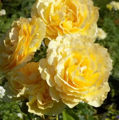 51 розовая пионовидная роза Софи Лорен | доставка по Москве и области
