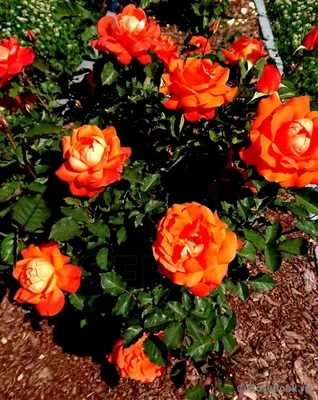 Супер Трупер (Super Trouper) заказать флорибунду саженцы роз купить каталог  роз на осень