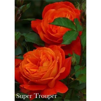 Супер Трупер (Super Trouper) - Розы Флорибунда - Розы - Каталог