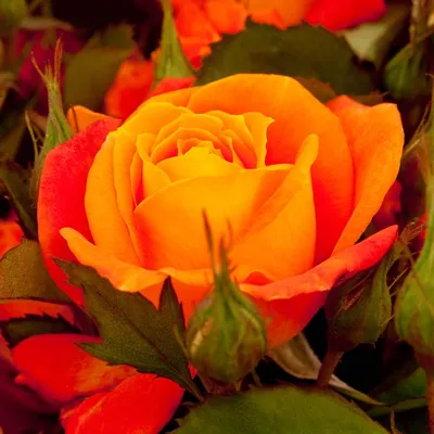 Саженцы розы флорибунда Супер Трупер (Super Trouper) купить в Москве по  цене от 1 800 до 3060 руб. - питомник растений Элитный Сад