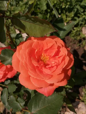 Роза Супер Трупер (Super Trouper) - «Невероятно оранжевая, настоящий  костер, цветущий почти непрерывно. » | отзывы