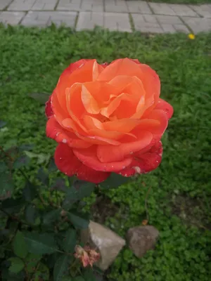 Роза флорибунда Супер Трупер в питомнике растений