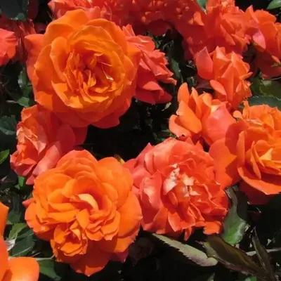Роза флорибунда Супер Трупер С4 купить за 950 р. в садовом центре АСТ  Медовое