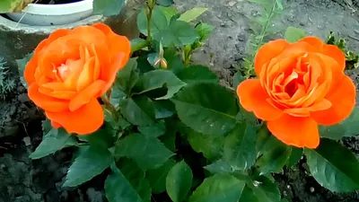 Супер Трупер роза - описание сорта и его характеристики, правила ухода |  РозоЦвет