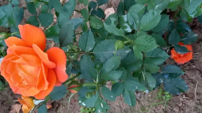 Роза миниатюрная Супер Траупер. Краткий обзор, описание характеристик rosa  miniature Super Trouper - YouTube