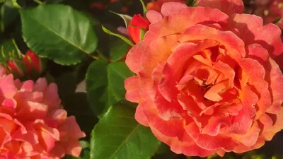 Катя, Мои грёзы о розах 🌹 | Роза Супер-Трупер | Дзен