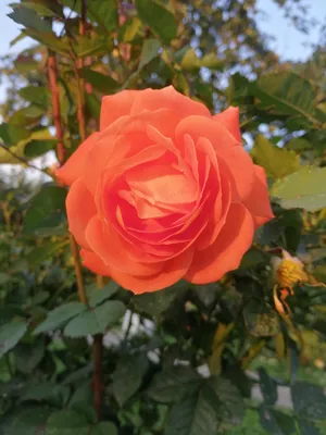 Роза Супер-Трупер. | Катя, Мои грёзы о розах 🌹 | Дзен