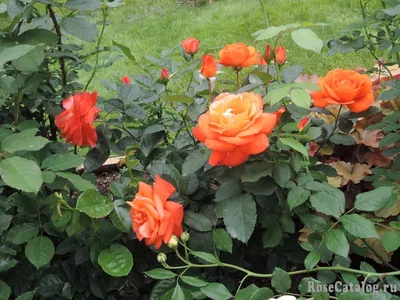 Роза Супер Трупер (Super Trouper) - «Невероятно оранжевая, настоящий  костер, цветущий почти непрерывно. » | отзывы