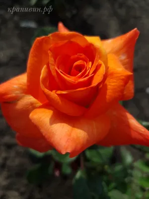 Купить Супер Трупер, Фото и описание роз, Саженцы роз группы флорибунда в  интернет магазине \"КустикОптом\" саженцы от производителя.