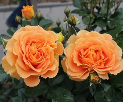 Роза Супер Трупер штамбовая (Super Trouper) - купить саженцы роз в Киеве с  доставкой по Украине | цена