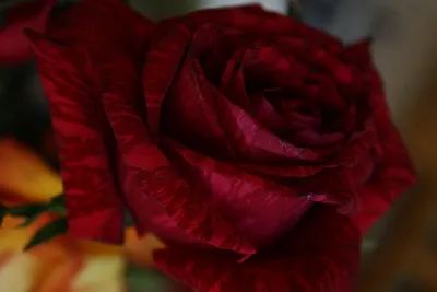 Purple Tiger Floribunda Rose | Shop Roses | Spring Hill