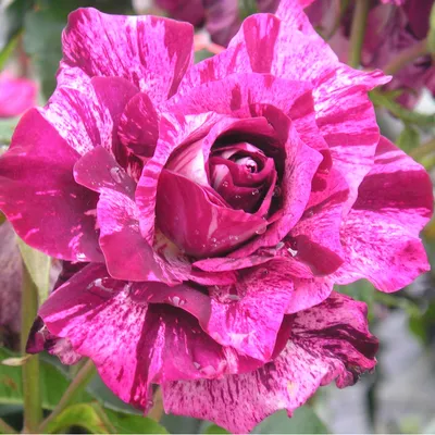 Purple Tiger rose | Purple Striped Floribunda | Gardenroses.co.uk