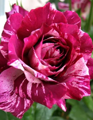Purple Tiger Rose | The Rose Journal