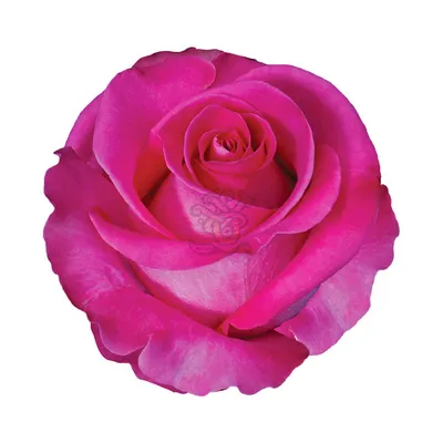 Ecuador Direct Roses | TOPAZ ROSE