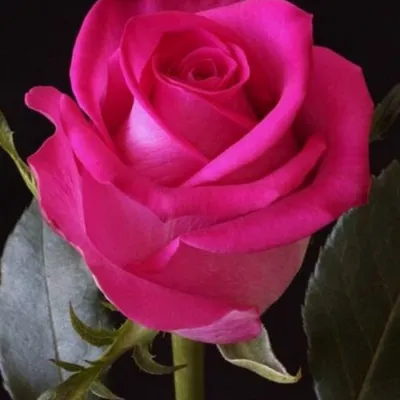 Topaz Rose Variety - Hot Pink Roses near me - EbloomsDirect – Eblooms Farm  Direct Inc.