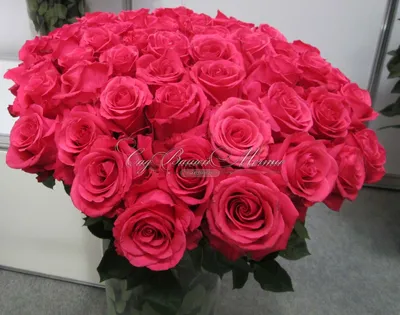 Buy Wholesale Topaz Hot Pink Rose in Bulk - FiftyFlowers