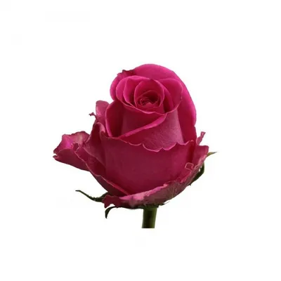 Topaz - Premium Big-Head Roses - Aisha Flowers