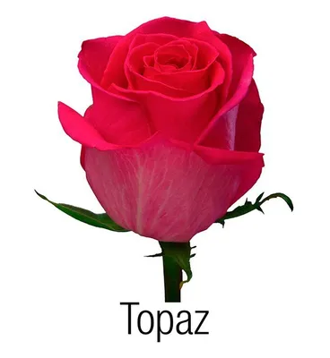 Topaz Roses | Wholesale Ecuadorian Roses | Native Blooms