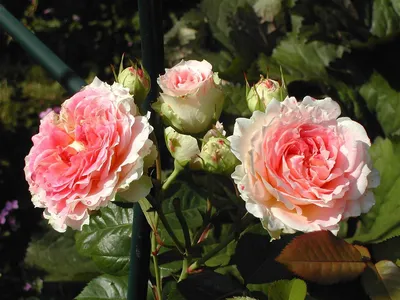 Rose (Rosa 'Cesar') in the Roses Database - Garden.org
