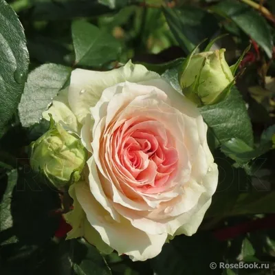 Роза Caesar (Цезарь) – купить саженцы роз в питомнике в Москве