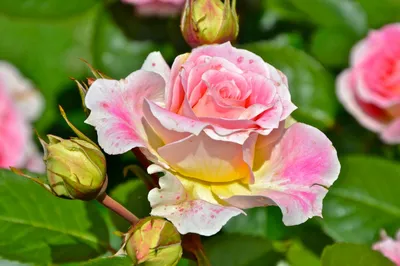 Blooming bush of pink climbing rose Cesar Stock Photo - Alamy