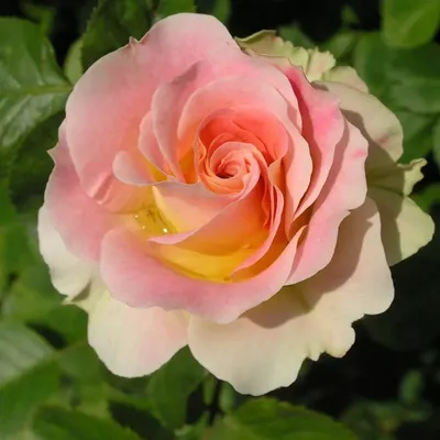 Цезарь (Cesar) - Плетистые розы - Розы - Каталог