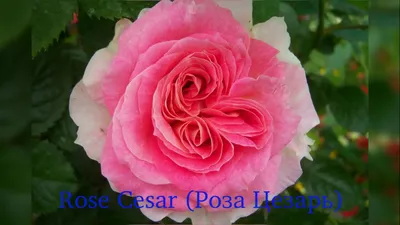 Роза плетистая \"Cesar\" (Цезарь): купить саженцы в Москве - Ромашкино Парк