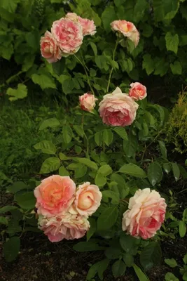 Розы в саду: или «Цезарь», или ничто... | Загородный дом и всё о нём | Дзен