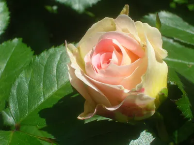 Купить Роза плетистая «Цезарь» («Cesar») – Садовый центр «Ландшафт»