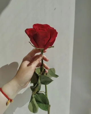 Роза в руке фото фото