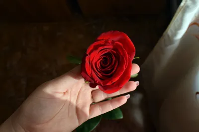 Роза в руке, из руки течет …» — создано в Шедевруме