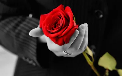 Тату роза на руке у девушек значение. | Анастасия Едигарьева | Дзен