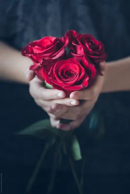 Одна красная роза в руке. Валентинки и 8-ое марта пространства копии будут  матерью концепции женского дня Стоковое Изображение - изображение  насчитывающей страсть, природа: 182443417
