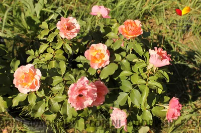 Купить Роза флорибунда Жан Кокто Rose floribunda Jean Cocteau - в питомнике  Флорини