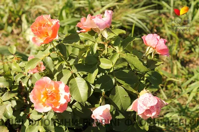 Купить Роза флорибунда Жан Кокто Rose floribunda Jean Cocteau - в питомнике  Флорини