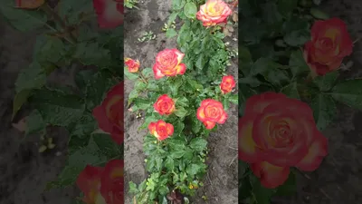 Роза Красная магия - Саженцы купить в магазине питомника