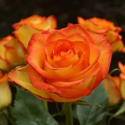 роза, розы, штамб, роза на штамбе, мамбо - Экзотик Флора