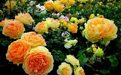 Черная магия, красной розы цветущий в саду роз Стоковое Изображение -  изображение насчитывающей волшебство, влюбленность: 190858713