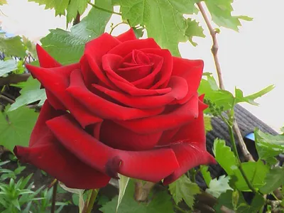 Купить Штамб Черна Магия, Фото и описание роз, Штамбовые розы в интернет  магазине \"КустикОптом\" саженцы от производителя.