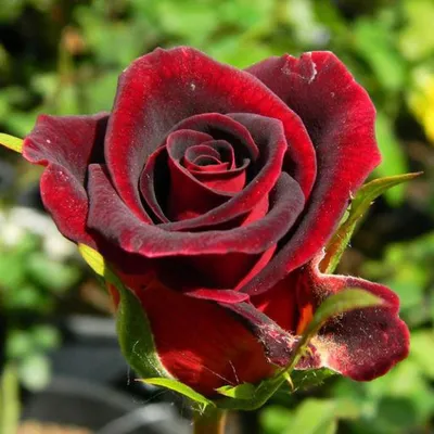 Саженцы роз - купить розы во Владимире в питомнике Мосино с доставкой