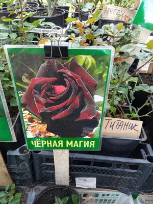 Роза Братья Гримм Купить саженцы в Питомнике Садовый мир в Подмосковье,  цены от 650 руб
