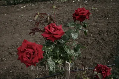 Роза Чёрная магия Саженцы роз 371руб.
