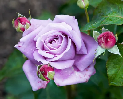 Скраб для тела сахарно-соляной Магия розы - купить с доставкой по выгодным  ценам в интернет-магазине OZON (893477115)