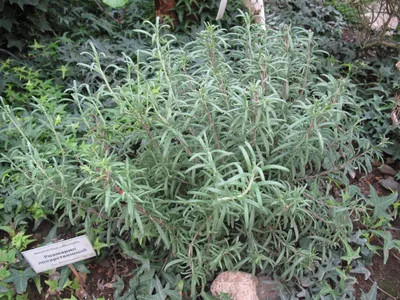 Розмарин Лекарственный (Rosmarinus officinalis)(Контейнер Р9)  (ID#1125867070), цена: 50 ₴, купить на Prom.ua