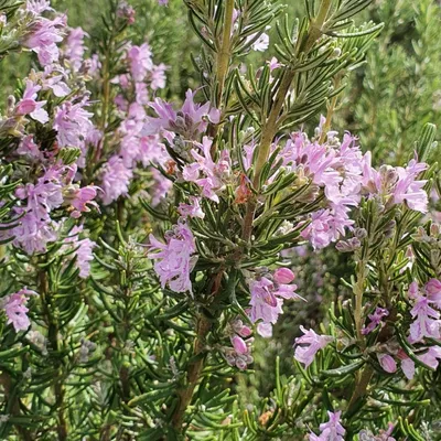 Розмарин лекарственный (Rosmarinus officinalis)