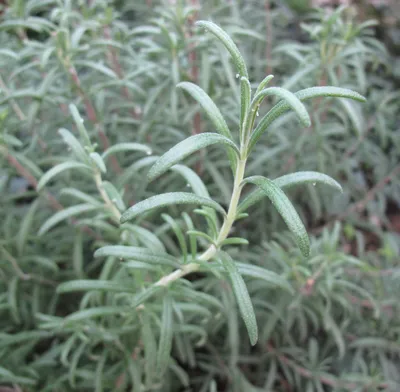 Коллекции растений ЦСБС СО РАН - Rosmarinus officinalis L. – Розмарин  лекарственный (по новым данным Salvia rosmarinus Spenn.)