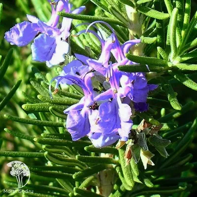 Розмарин лекарственный (Rosmarinus Officinalis)