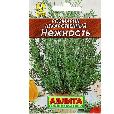 Розмарин лекарственный (Rosmarinus officinalis) — путеводитель по отдыху в  Крыму