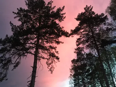 Розовое закатное небо (50 фото) - 50 фото