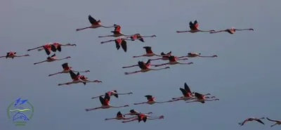 Птицы летают в цветах | Премиум Фото